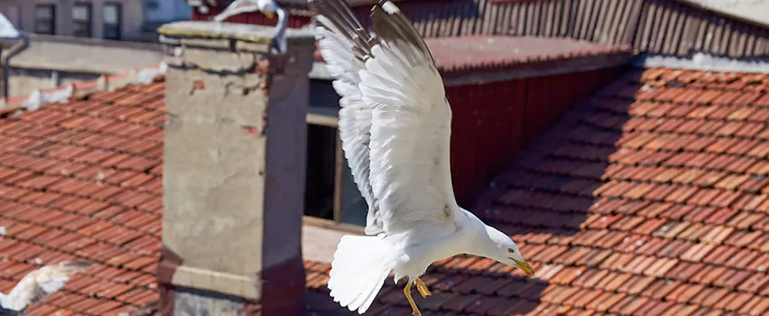 Residential Chimney Animal Removal Solution in Willowbrook, CA