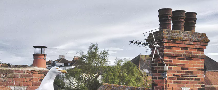Chimney Cleaning And Restoration in Willowbrook, California